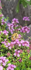 Bombus