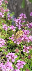 Bombus