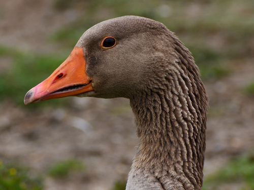 Foto de Greylag Goose