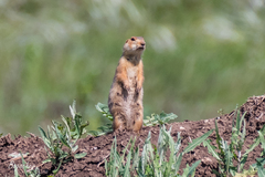 Spermophilus major