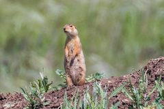 Spermophilus major