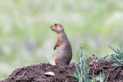 Spermophilus major