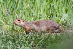 Spermophilus major