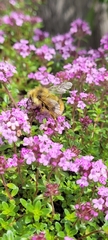 Bombus