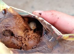 Scyphophorus acupunctatus