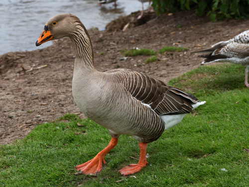 Greylag × Swan Goose