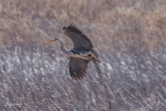 Ardea cinerea