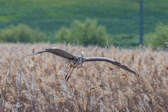 Ardea cinerea