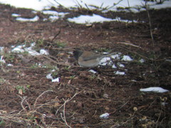 Junco hyemalis