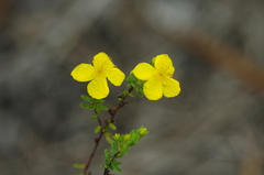 Hypericum microsepalum