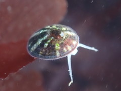 Williamia peltoides