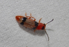 Tenerus variabilis