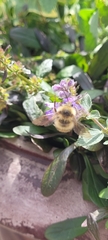 Bombus mixtus