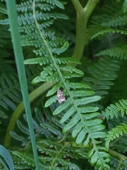 Syricoris lacunana