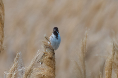 Emberiza schoeniclus