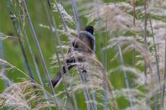 Emberiza schoeniclus