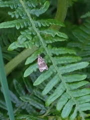 Syricoris lacunana