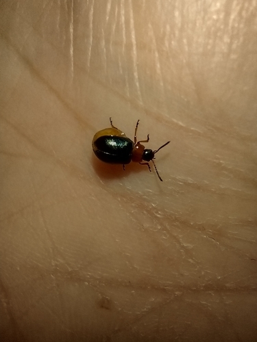liskavka rdesnová (Gastrophysa polygoni)