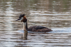 Podiceps cristatus