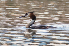 Podiceps cristatus