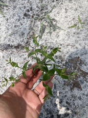 Euphorbia floridana