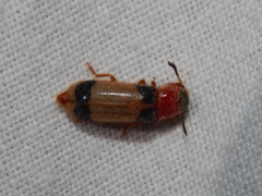Tenerus variabilis