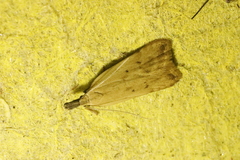 Dichomeris limosellus