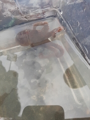 Enteroctopus dofleini