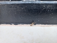 Belonochilus numenius