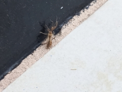 Belonochilus numenius