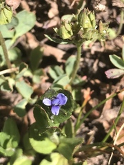 Viola labradorica