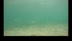 Caranx caninus