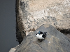 Tachycineta albiventer
