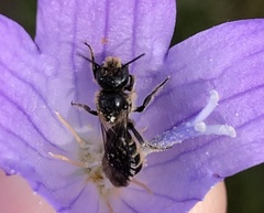 Chelostoma rapunculi