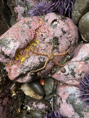 Ophiactoidea