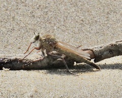 Proctacanthus duryi