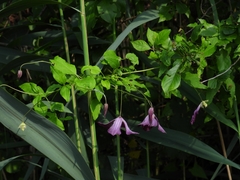 Clematis viticella