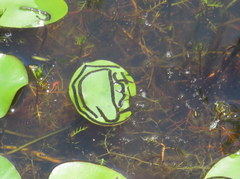 Polypedilum braseniae