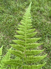 Macrothelypteris