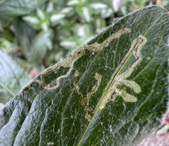 Phytomyza syngenesiae group