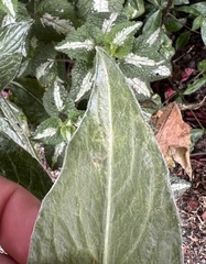 Phytomyza syngenesiae group