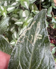 Phytomyza syngenesiae group