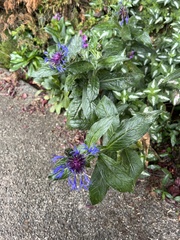 Phytomyza syngenesiae group