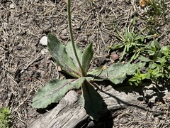 Hypochaeris maculata