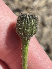 Hypochaeris maculata