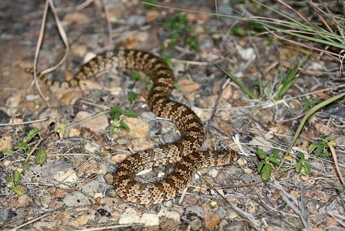 Photo of a Western Hooknose Snake (Gyalopion canum)