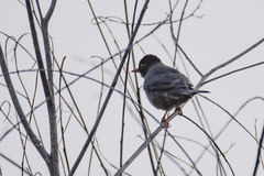 Turdus simillimus
