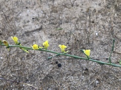 Linaria genistifolia