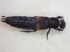 Platydracus fossator