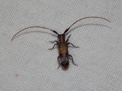 Eunidia subtergrisea